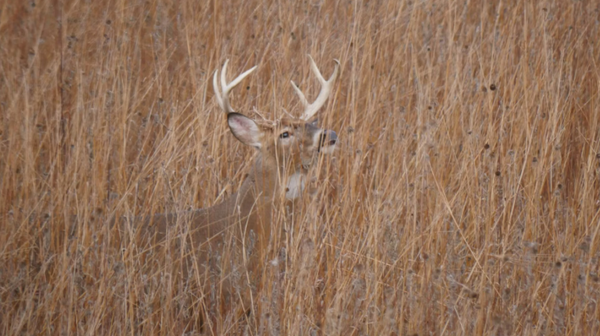 How Do Deer Sleep? Insights into Whitetail Rest Patterns