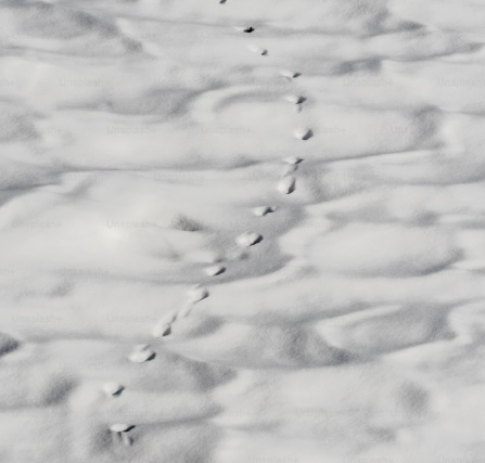 Late-Season Scouting: Using Deer Tracks in Snow to Shape Your Fall Whitetail Hunts